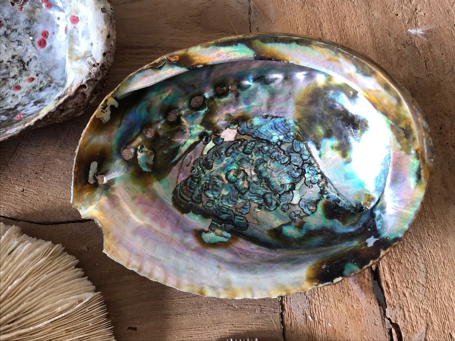 (3) Natural Abalone Shells And (4) Natural White Corals [Photo 6]