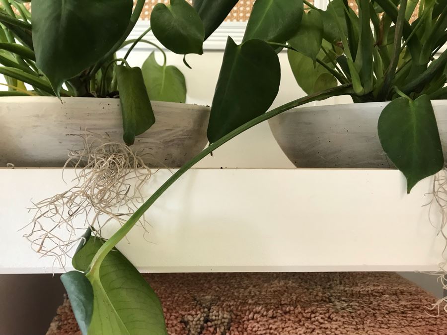 Pair Of Potted Plants With White Round Pots [Photo 3]