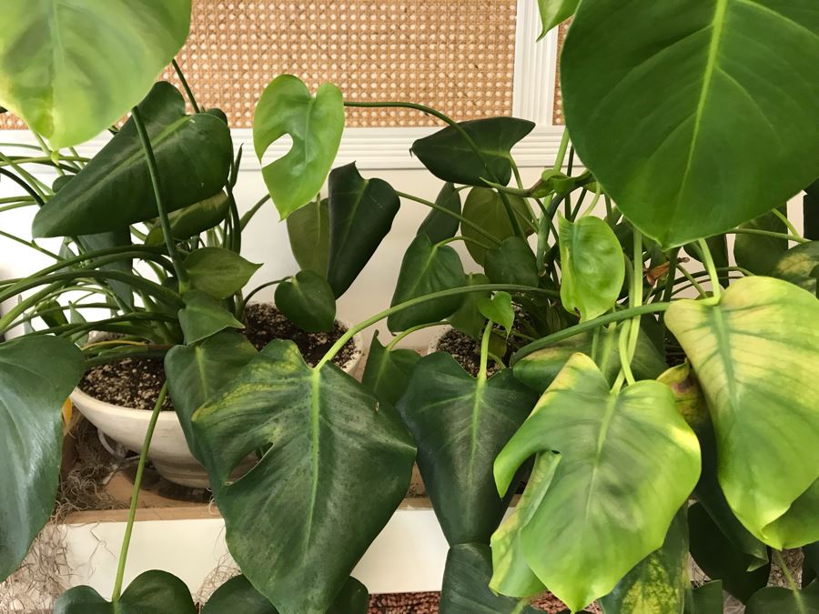 Pair Of Potted Plants With White Round Pots [Photo 4]