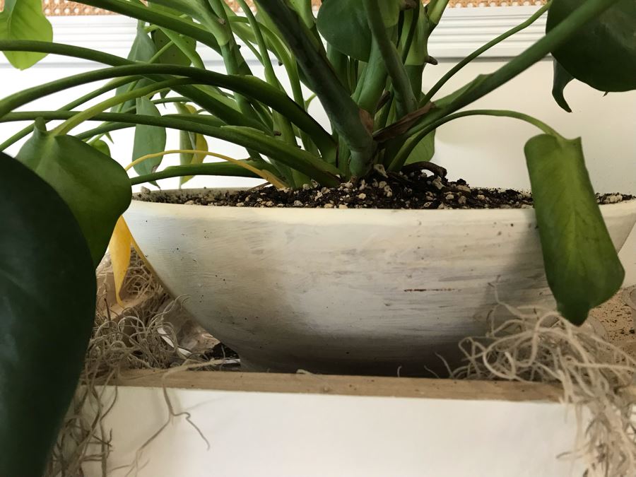 Pair Of Potted Plants With White Round Pots [Photo 2]