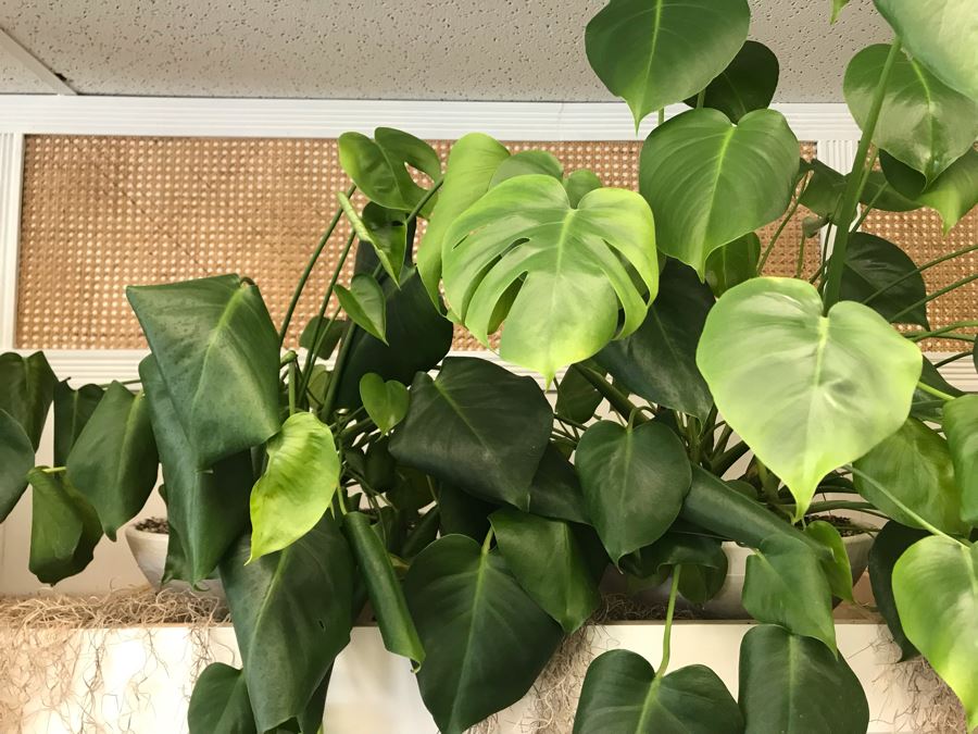 Pair Of Potted Plants With White Round Pots [Photo 5]