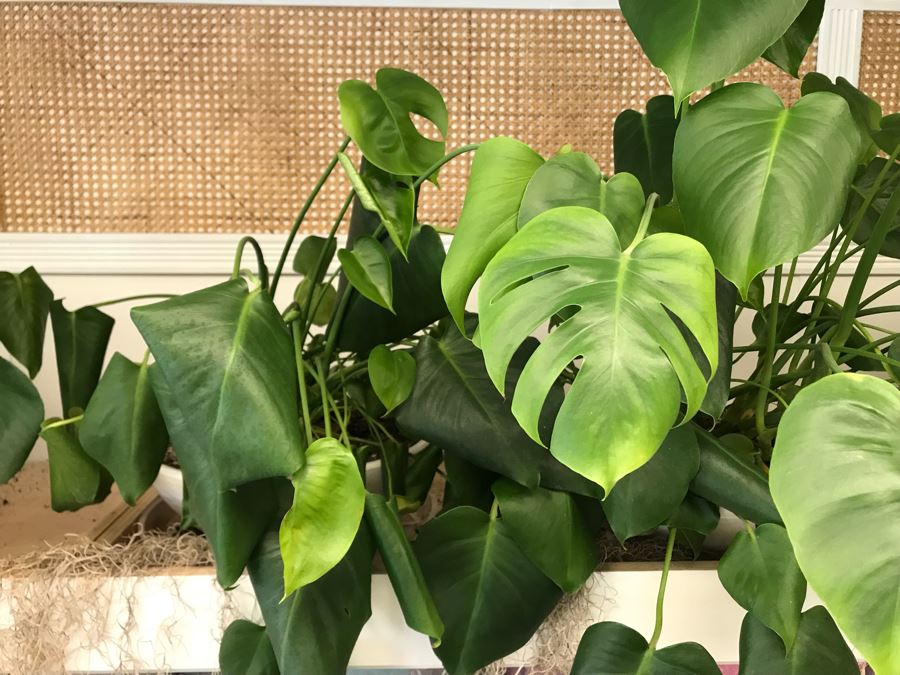 Pair Of Potted Plants With White Round Pots [Photo 7]