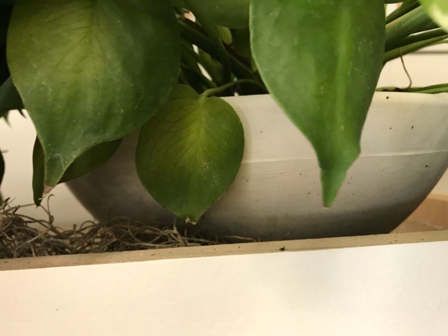 Pair Of Potted Plants With White Round Pots [Photo 3]