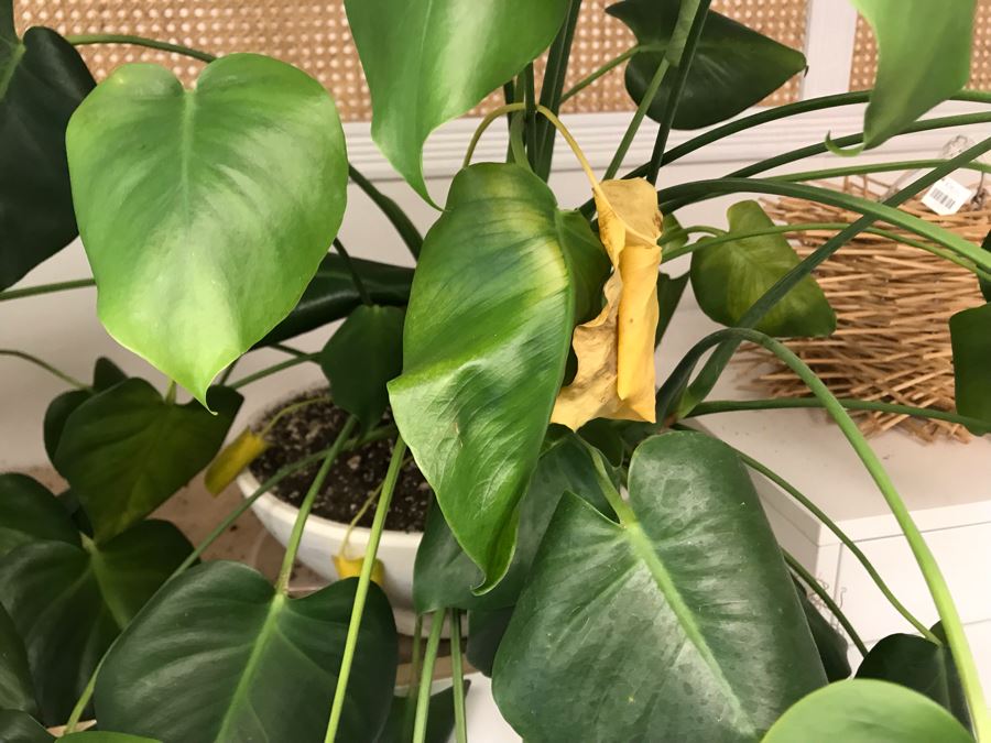 Pair Of Potted Plants With White Round Pots [Photo 4]
