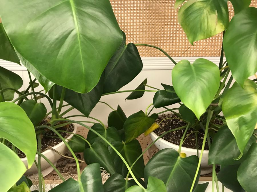 Pair Of Potted Plants With White Round Pots [Photo 2]