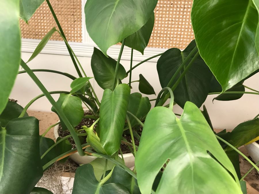 Pair Of Potted Plants With White Round Pots [Photo 3]