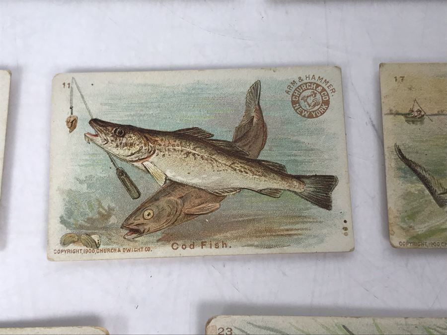 Collection Of (15) Early 1900s Arm & Hammer Soda Fish Series Cards By Church & Co New York - Just Added [Photo 12]