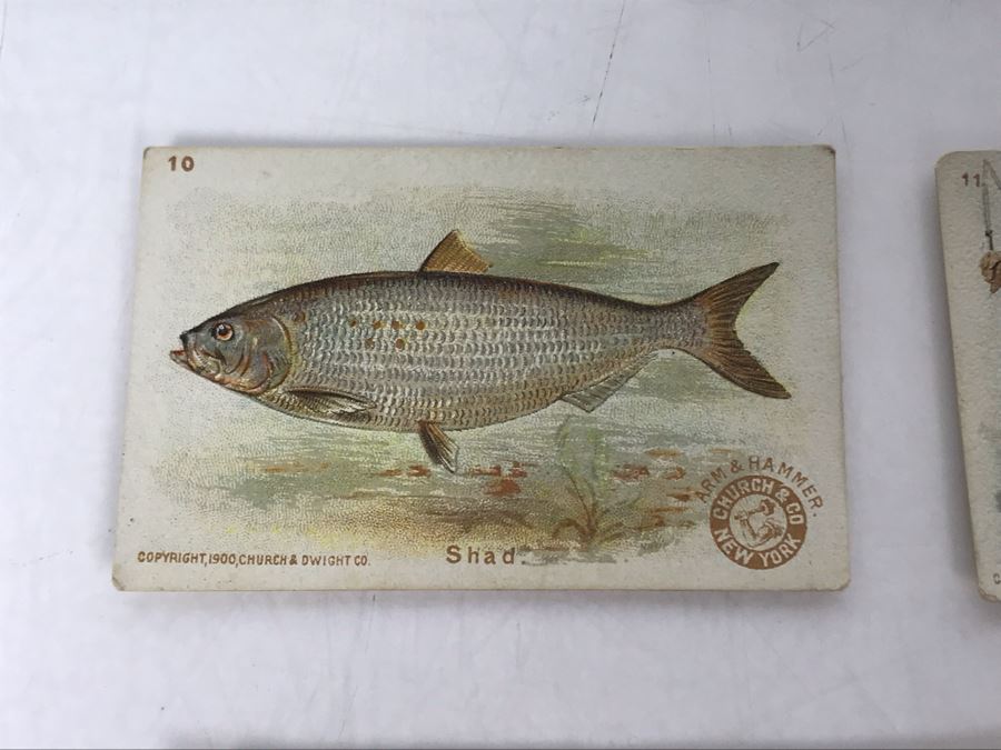 Collection Of (15) Early 1900s Arm & Hammer Soda Fish Series Cards By Church & Co New York - Just Added [Photo 13]