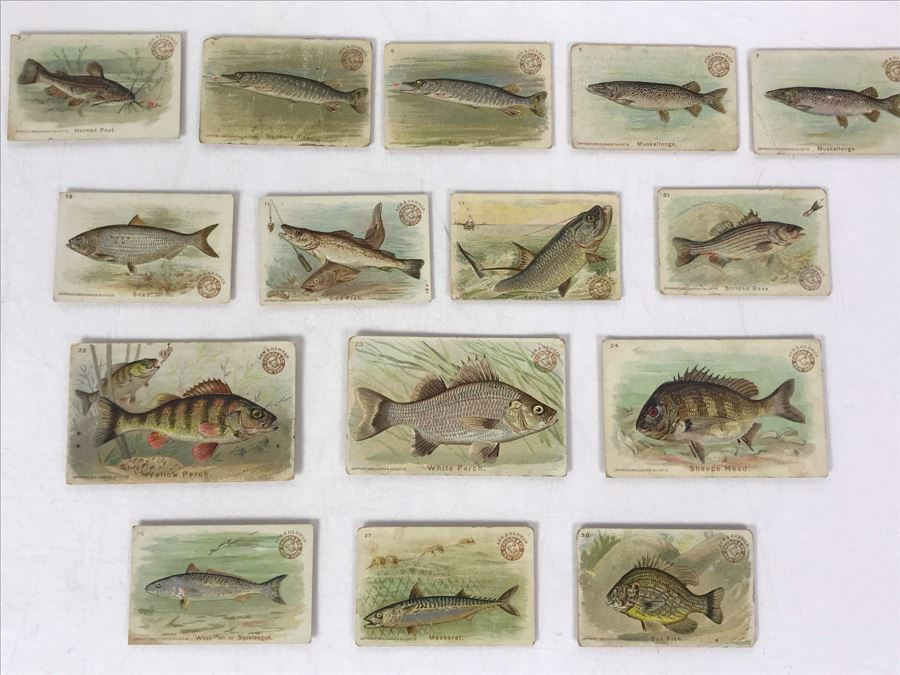 Collection Of (15) Early 1900s Arm & Hammer Soda Fish Series Cards By Church & Co New York - Just Added [Photo 3]