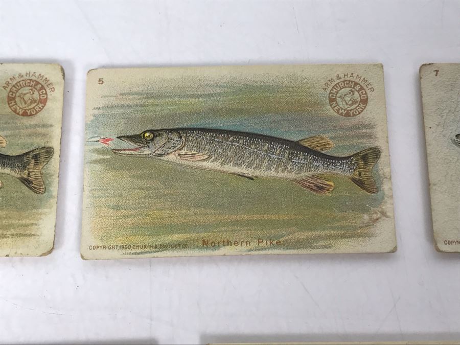 Collection Of (15) Early 1900s Arm & Hammer Soda Fish Series Cards By Church & Co New York - Just Added [Photo 16]