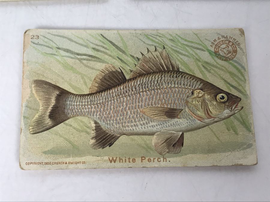 Collection Of (15) Early 1900s Arm & Hammer Soda Fish Series Cards By Church & Co New York - Just Added [Photo 8]