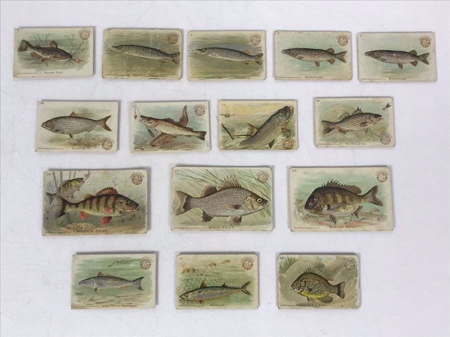Collection Of (15) Early 1900s Arm & Hammer Soda Fish Series Cards By Church & Co New York - Just Added [Photo 2]