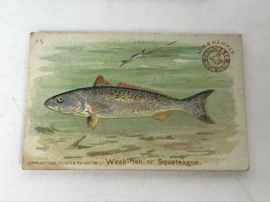 Collection Of (15) Early 1900s Arm & Hammer Soda Fish Series Cards By Church & Co New York - Just Added [Photo 6]
