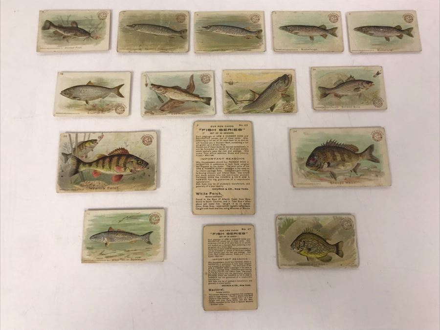 Collection Of (15) Early 1900s Arm & Hammer Soda Fish Series Cards By Church & Co New York - Just Added [Photo 19]