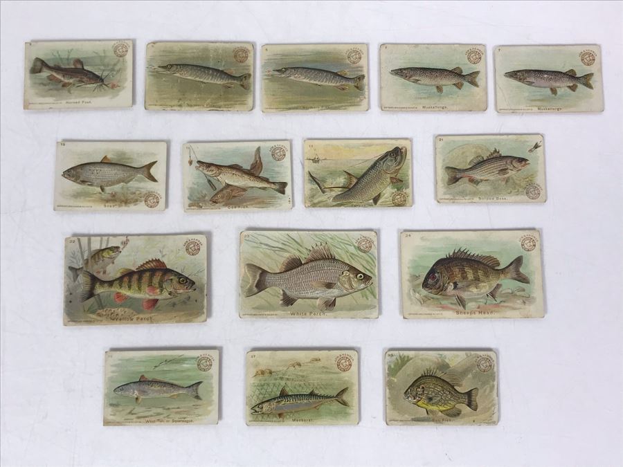 Collection Of (15) Early 1900s Arm & Hammer Soda Fish Series Cards By Church & Co New York - Just Added [Photo 1]