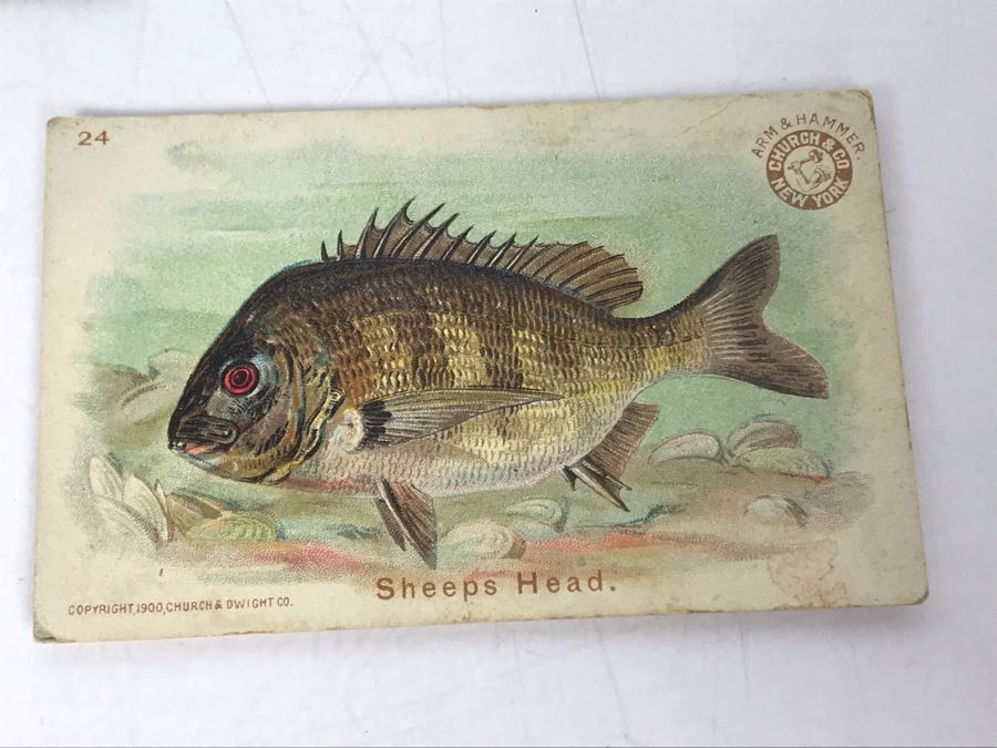 Collection Of (15) Early 1900s Arm & Hammer Soda Fish Series Cards By Church & Co New York - Just Added [Photo 9]