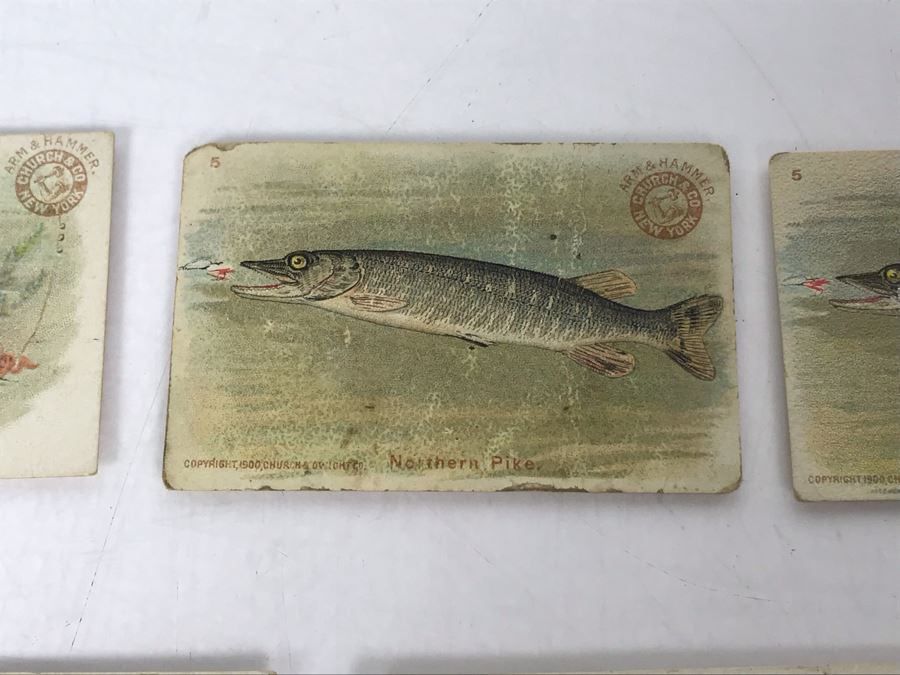 Collection Of (15) Early 1900s Arm & Hammer Soda Fish Series Cards By Church & Co New York - Just Added [Photo 17]