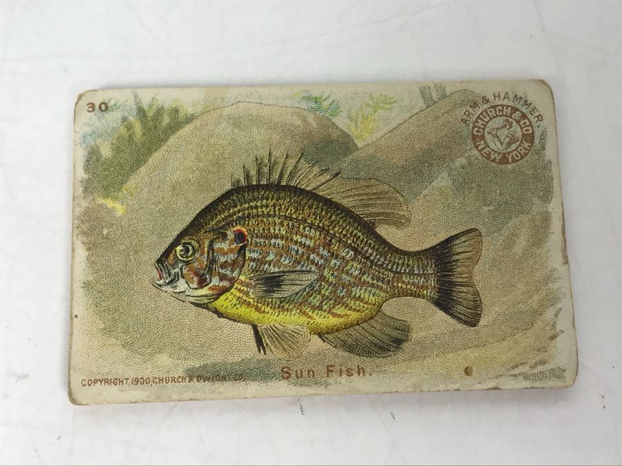 Collection Of (15) Early 1900s Arm & Hammer Soda Fish Series Cards By Church & Co New York - Just Added [Photo 7]