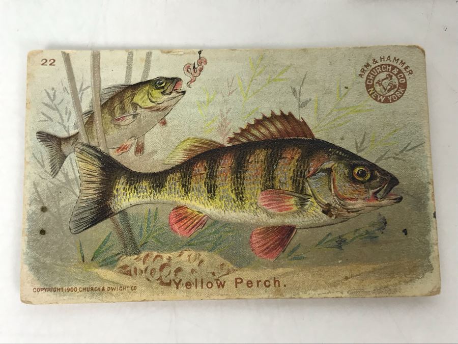 Collection Of (15) Early 1900s Arm & Hammer Soda Fish Series Cards By Church & Co New York - Just Added [Photo 4]