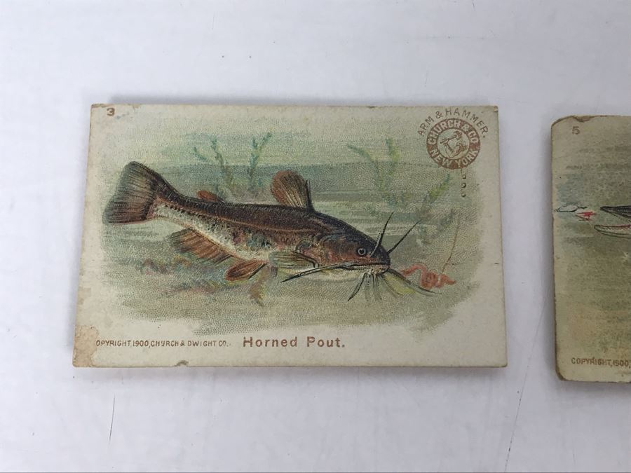 Collection Of (15) Early 1900s Arm & Hammer Soda Fish Series Cards By Church & Co New York - Just Added [Photo 18]