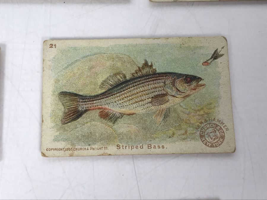 Collection Of (15) Early 1900s Arm & Hammer Soda Fish Series Cards By