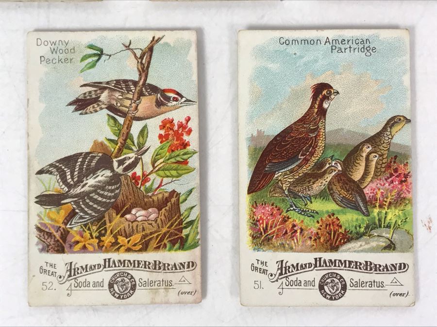 Collection Of (9) Early 1900s Arm & Hammer Soda Birds Cards By Church & Co New York - Just Added [Photo 8]
