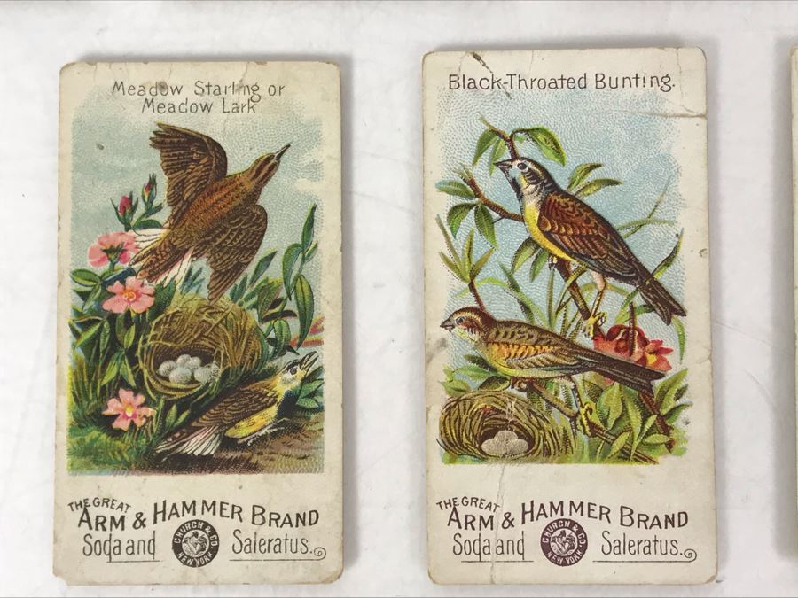 Collection Of (9) Early 1900s Arm & Hammer Soda Birds Cards By Church & Co New York - Just Added [Photo 6]
