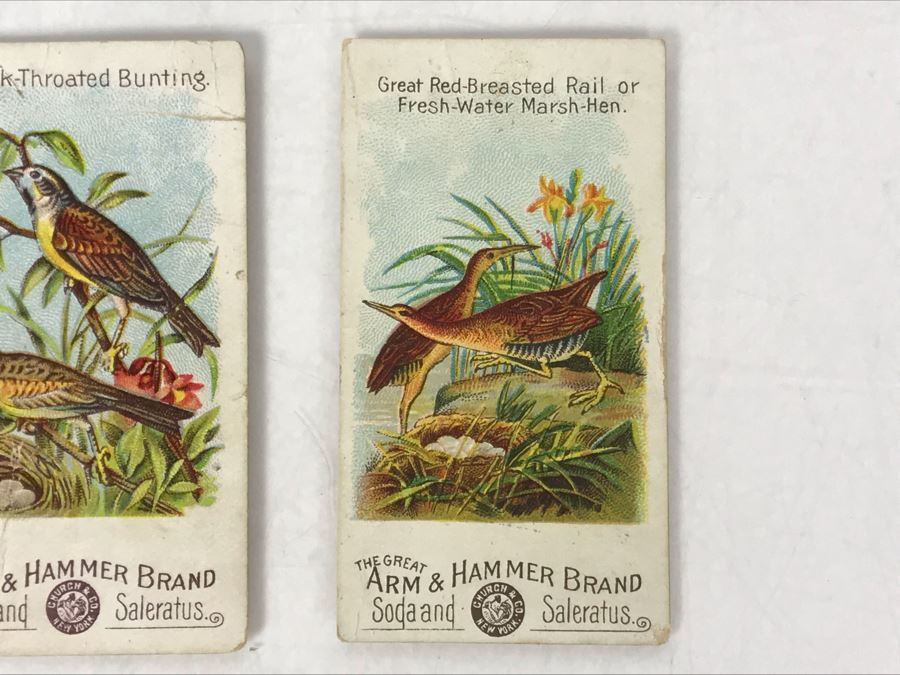 Collection Of (9) Early 1900s Arm & Hammer Soda Birds Cards By Church & Co New York - Just Added [Photo 7]