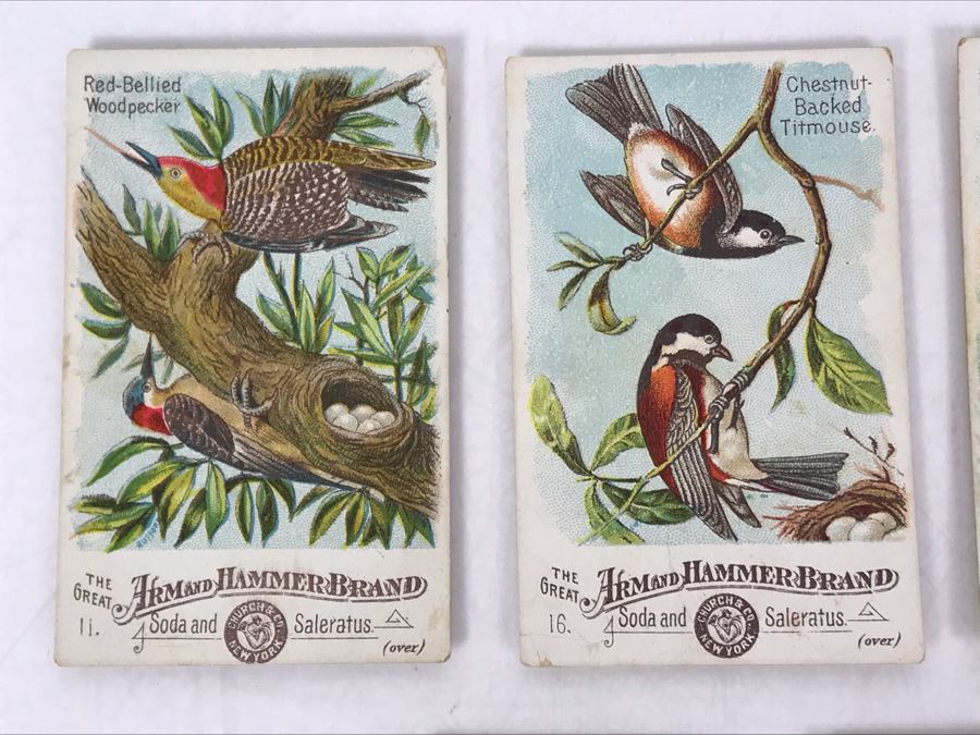 Collection Of (9) Early 1900s Arm & Hammer Soda Birds Cards By Church & Co New York - Just Added [Photo 5]