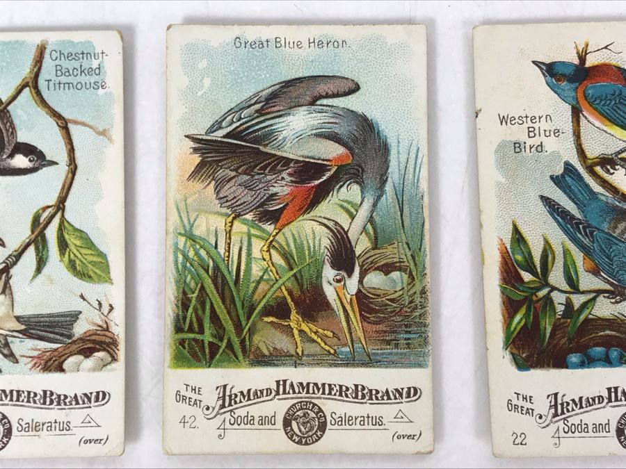 Collection Of (9) Early 1900s Arm & Hammer Soda Birds Cards By Church & Co New York - Just Added [Photo 3]