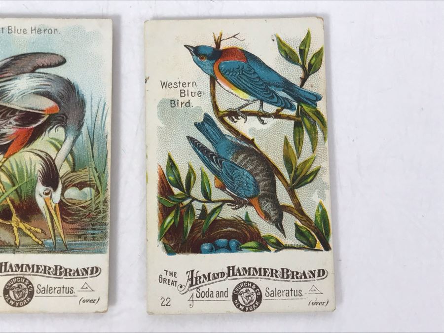 Collection Of (9) Early 1900s Arm & Hammer Soda Birds Cards By Church & Co New York - Just Added [Photo 4]