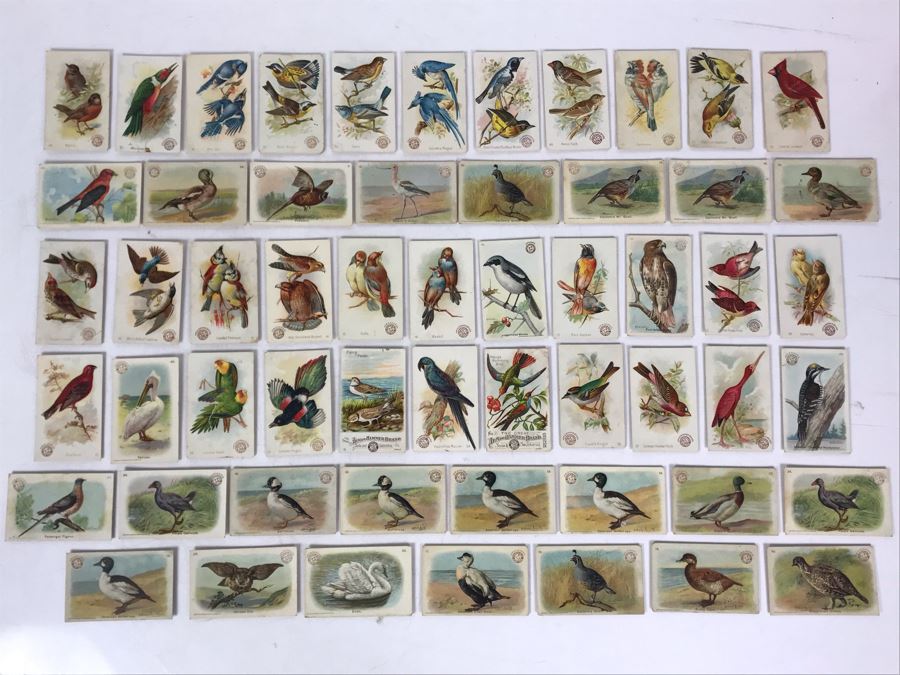 Collection Of (56) Early 1900s Arm & Hammer Soda Birds Cards By Church & Co New York - Just Added [Photo 2]
