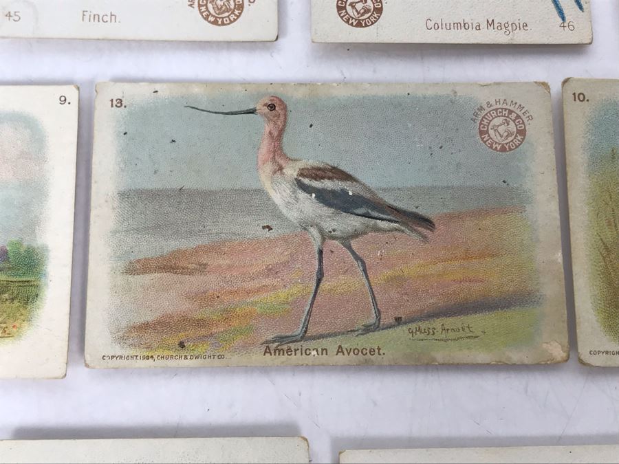 Collection Of (56) Early 1900s Arm & Hammer Soda Birds Cards By Church & Co New York - Just Added [Photo 24]