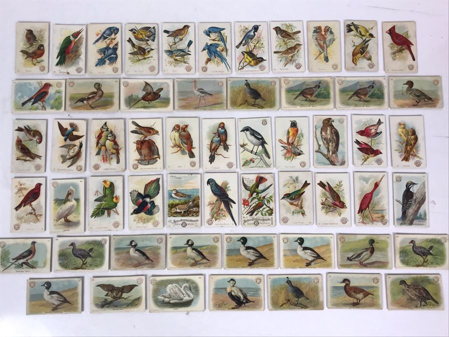 Collection Of (56) Early 1900s Arm & Hammer Soda Birds Cards By Church & Co New York - Just Added [Photo 3]