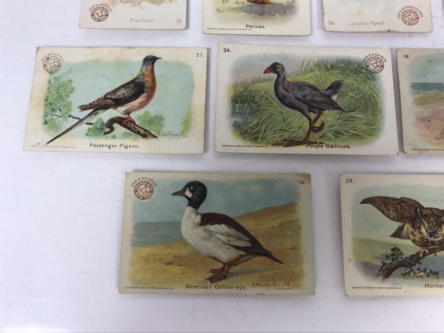 Collection Of (56) Early 1900s Arm & Hammer Soda Birds Cards By Church & Co New York - Just Added [Photo 14]