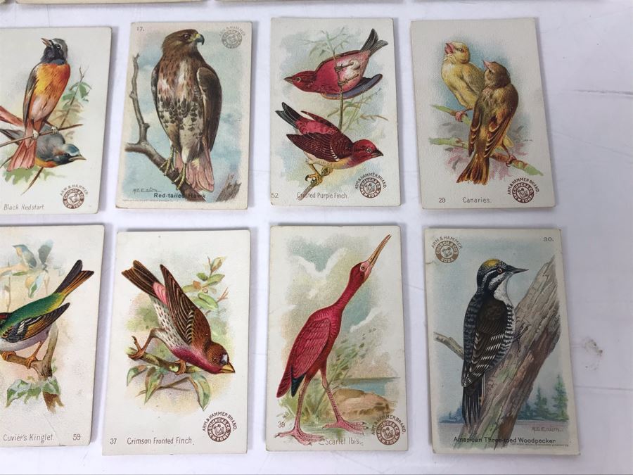 Collection Of (56) Early 1900s Arm & Hammer Soda Birds Cards By Church ...