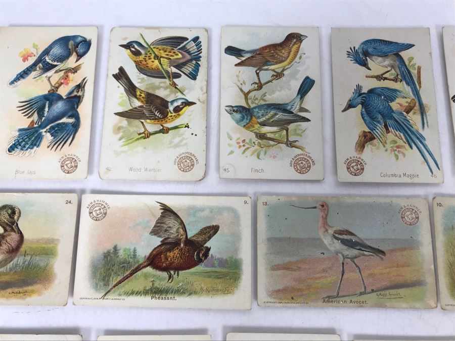 Collection Of (56) Early 1900s Arm & Hammer Soda Birds Cards By Church & Co New York - Just Added [Photo 22]