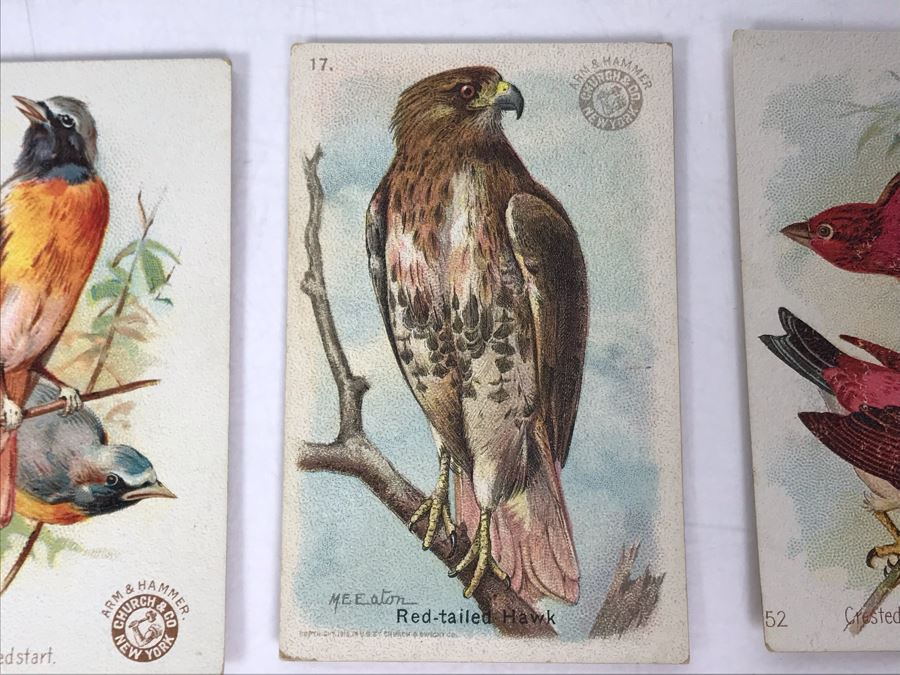 Collection Of (56) Early 1900s Arm & Hammer Soda Birds Cards By Church & Co New York - Just Added [Photo 5]