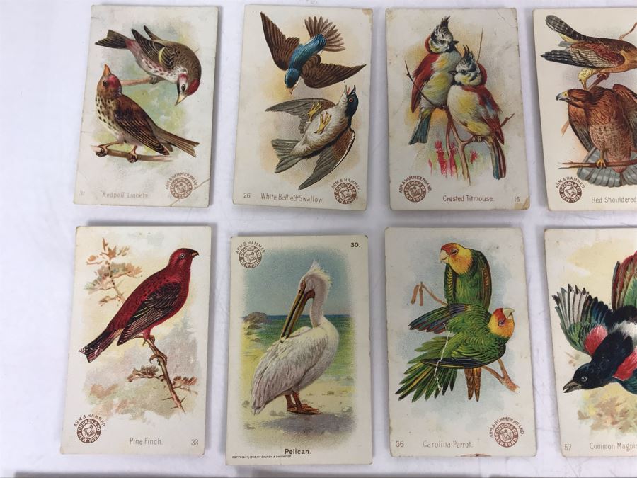 Collection Of (56) Early 1900s Arm & Hammer Soda Birds Cards By Church & Co New York - Just Added [Photo 15]