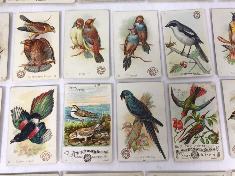 Collection Of (56) Early 1900s Arm & Hammer Soda Birds Cards By Church & Co New York - Just Added [Photo 16]