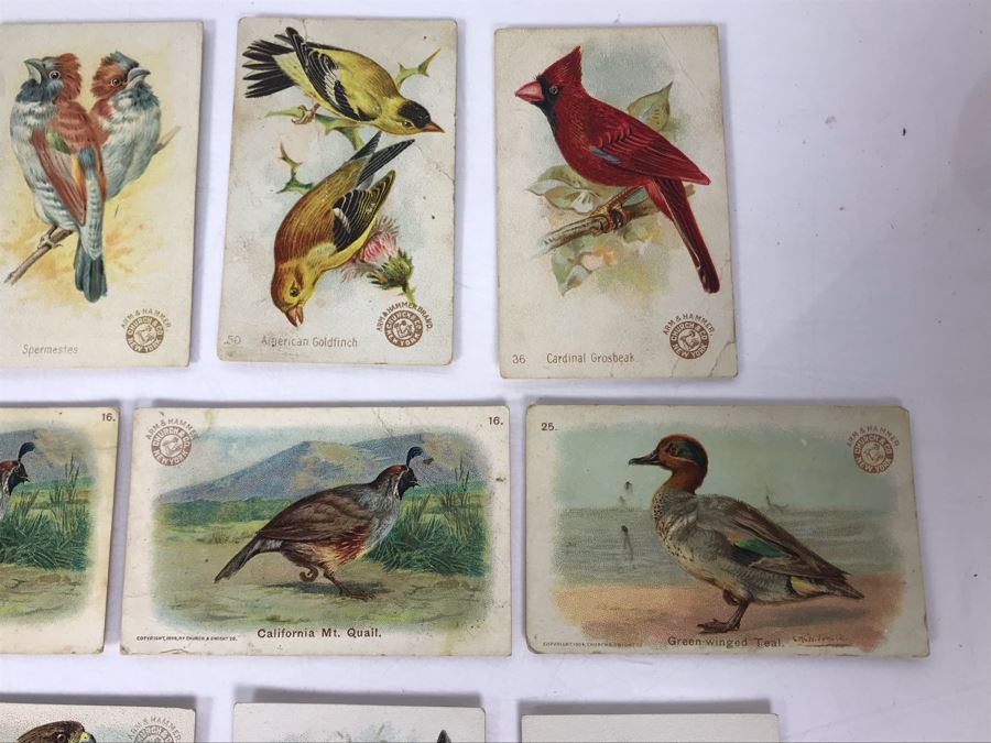 Collection Of (56) Early 1900s Arm & Hammer Soda Birds Cards By Church & Co New York - Just Added [Photo 19]