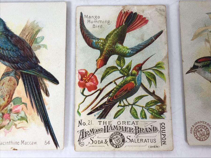 Collection Of (56) Early 1900s Arm & Hammer Soda Birds Cards By Church & Co New York - Just Added [Photo 6]