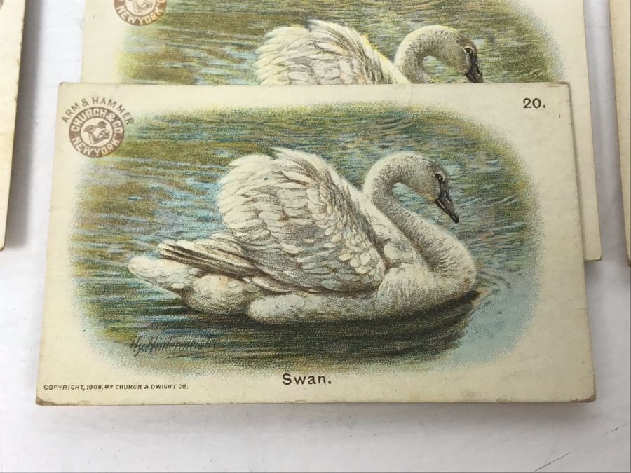 Collection Of (56) Early 1900s Arm & Hammer Soda Birds Cards By Church & Co New York - Just Added [Photo 9]