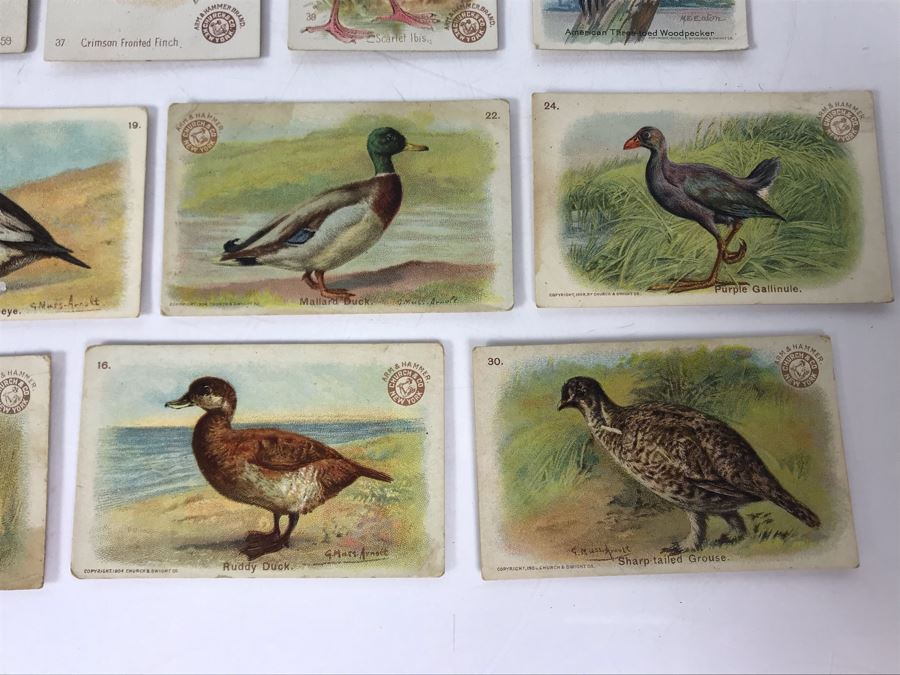 Collection Of (56) Early 1900s Arm & Hammer Soda Birds Cards By Church & Co New York - Just Added [Photo 11]