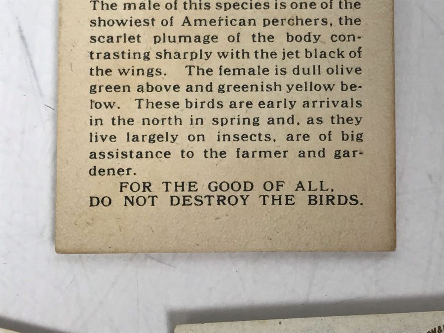 Collection Of (56) Early 1900s Arm & Hammer Soda Birds Cards By Church & Co New York - Just Added [Photo 33]