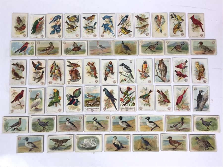 Collection Of (56) Early 1900s Arm & Hammer Soda Birds Cards By Church & Co New York - Just Added