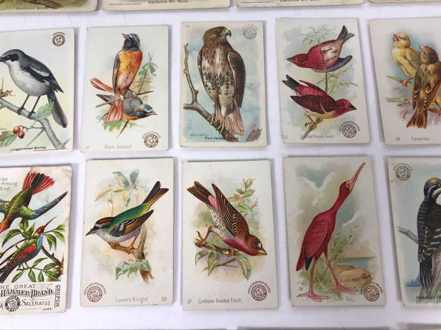 Collection Of (56) Early 1900s Arm & Hammer Soda Birds Cards By Church & Co New York - Just Added [Photo 17]