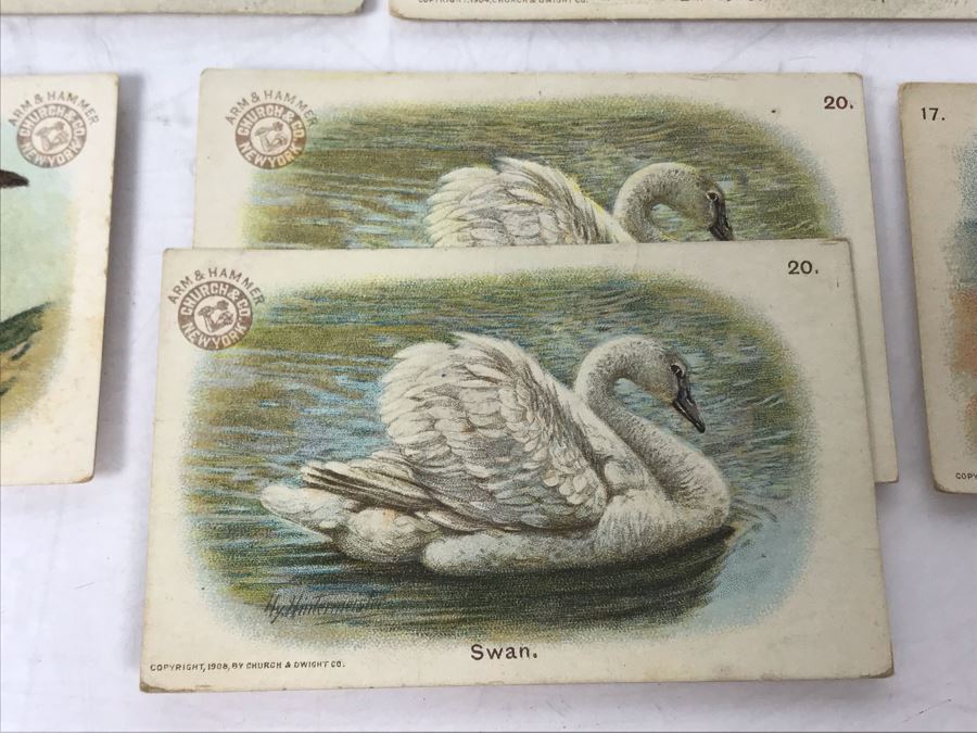 Collection Of (56) Early 1900s Arm & Hammer Soda Birds Cards By Church & Co New York - Just Added [Photo 8]
