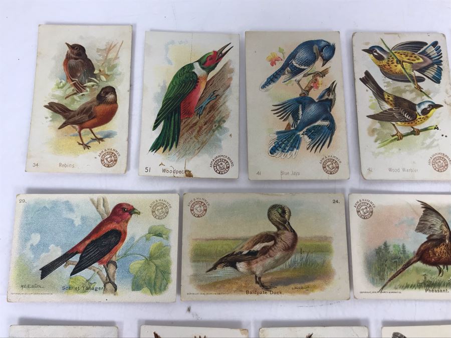 Collection Of (56) Early 1900s Arm & Hammer Soda Birds Cards By Church ...