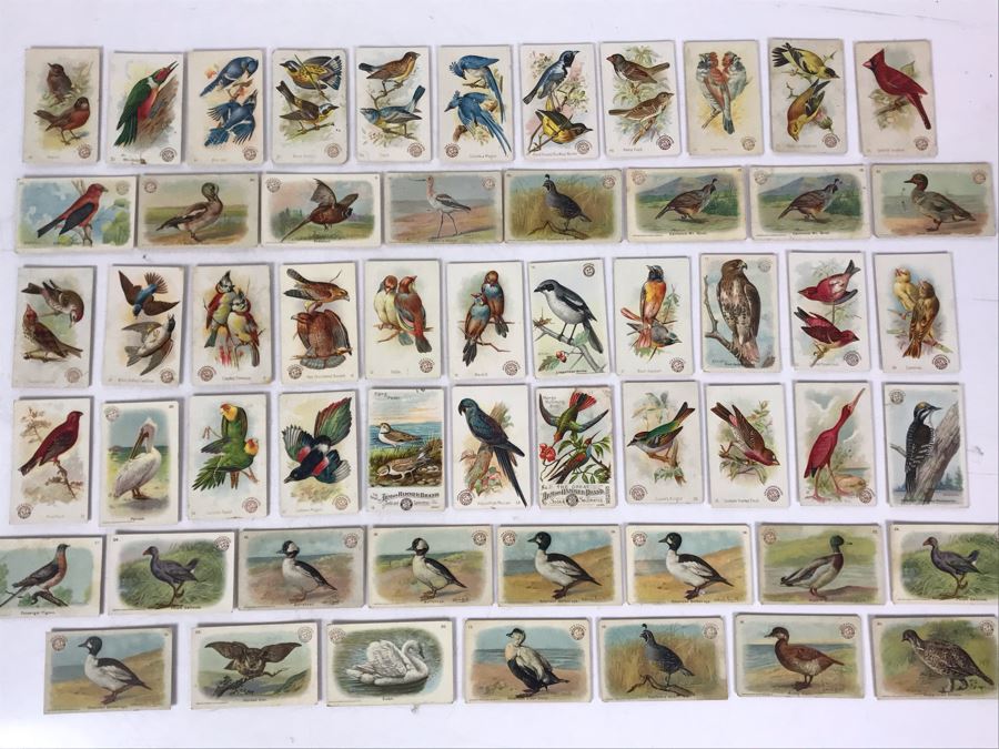 Collection Of (56) Early 1900s Arm & Hammer Soda Birds Cards By Church & Co New York - Just Added [Photo 4]